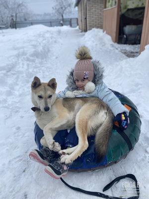 Найда ищет дом