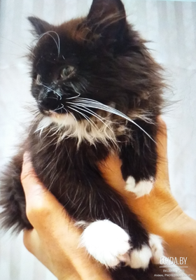 Маленький черненький пушистик