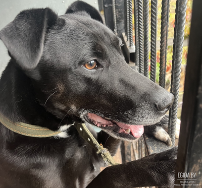 Бакс в поисках любящей семьи