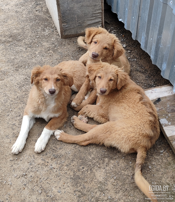 Щенки пойдут на отстрел