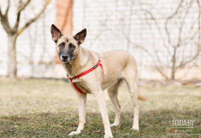 Очень срочно ищем дом для собаки Лило