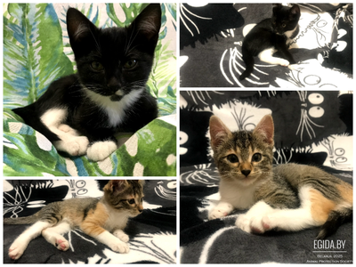 Чип и Дейла спешат найти дом