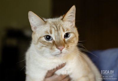 Нежный и красивый котик Беня в дар