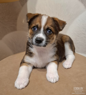 Очаровательный щенок