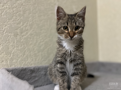 Нео ждёт любящих хозяев!