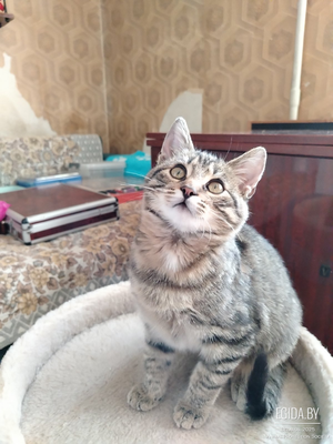 Котенок Кузя ищет семью