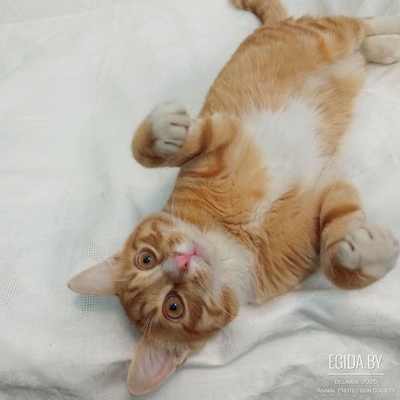 РЫЖИЙ КОТЕНОК ИЩЕТ ДОМ