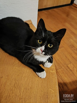 Пропала стерилизованная кошечка Ксюша!