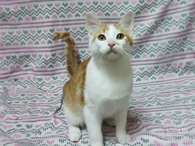 Солнечные рыжие котята Тишка и Рыжик в дар