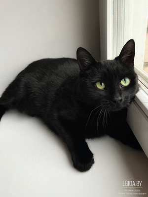 Молодая кошечка Одри в поисках любящей Семьи