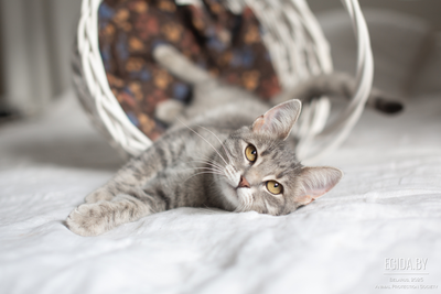 Кошечка-подросток 8 мес ищет дом