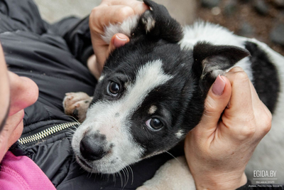 Щенки в дар!