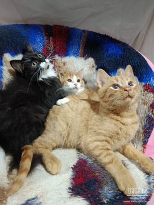 Красавчики котята