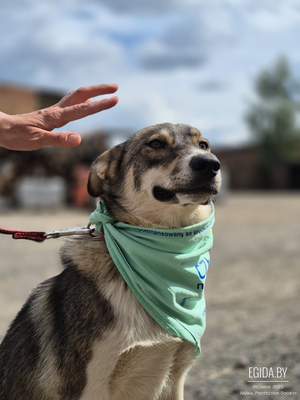 Щенок-подросток Ляля очень ждёт свою семью