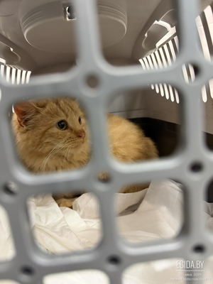 Бездомная маленькая кошечка в добрые руки