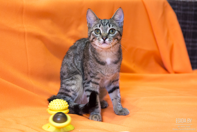 Котёнок в дар