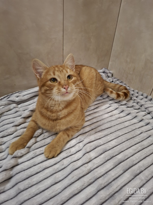 Рыжий, нежный красавчик Ромео очень ждёт своего Человека