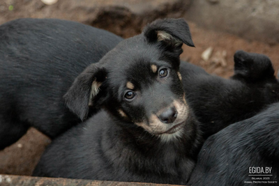 Щенки в дар!