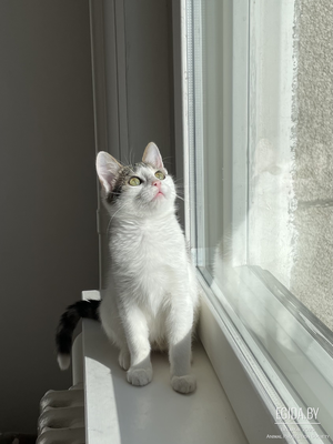 Котенок в дар