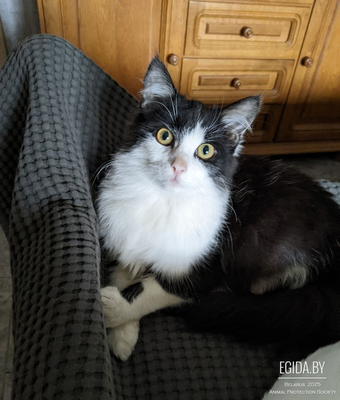 Кошка в добрые руки!