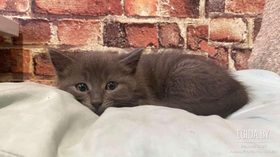 Котенок девочка в дар в добрые руки