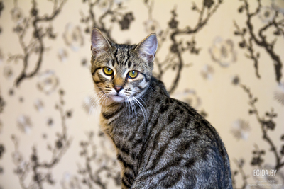 Котенок в хорошие руки