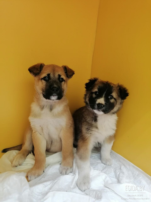 Ищем дома или домашние передержки для щенков.