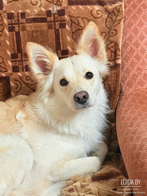 Белка. Ласковая собака с большим сердцем