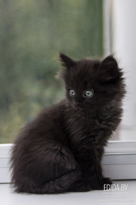 Харизматичный котенок в дар в добрые руки