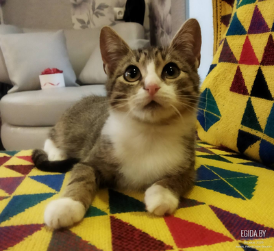 Котенок в дар