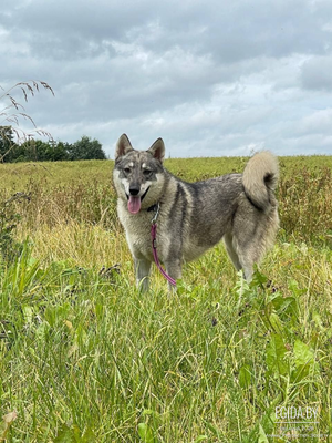 Шикарная волчица Эмма в добрые руки