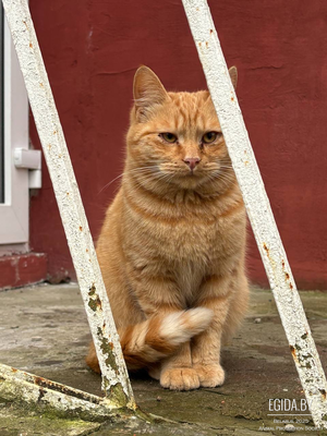 Котята ищут дом или временную передержку