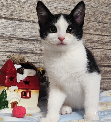 Котенок в добрые руки