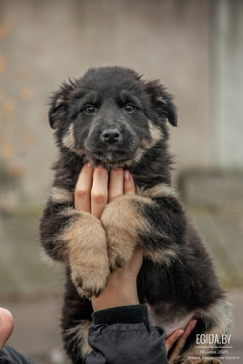 Щенки в дар!