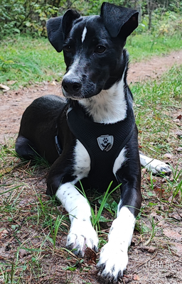 Дана ищет хозяина