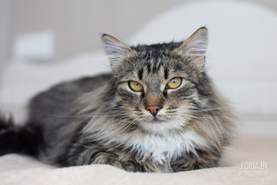 Кутуша - прекрасный кот