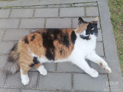 ПРОПАЛА КОШКА (г. Воложин (Минская область))