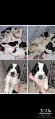 русский спаниель,  рос щенки