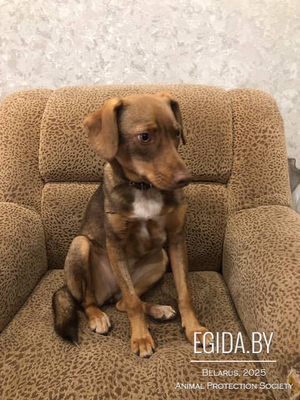 Щенок Алиса в дар, нашли в лесу!