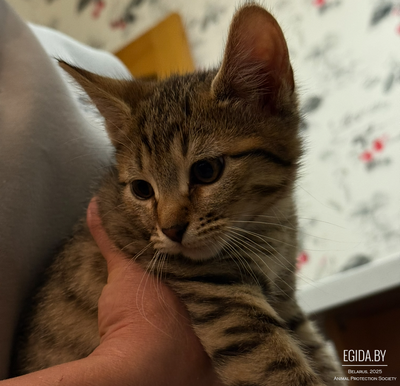 Котенок от домашней кошки