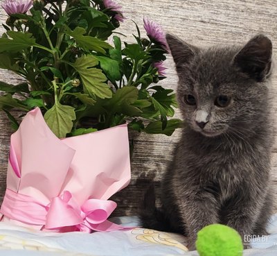 Котенок в добрые руки