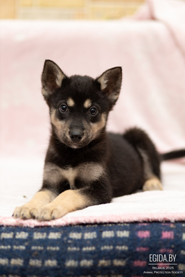 Щенок мальчик в дар!