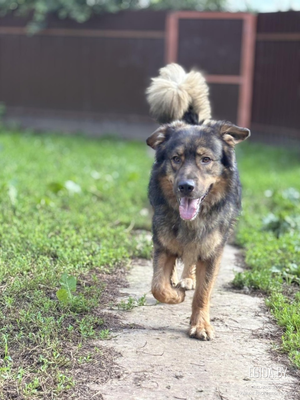 Чудесный Джек ищет дом