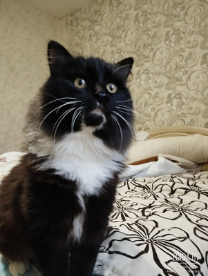 Наиласковейший Арчи, кастрирован