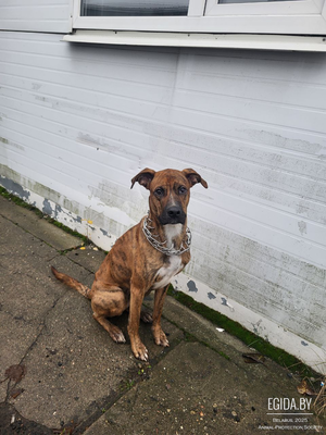 Прибилась породистая добрая худая собака