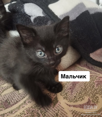 Котята ищут спасения!