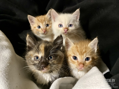 😻 Котята в дар!