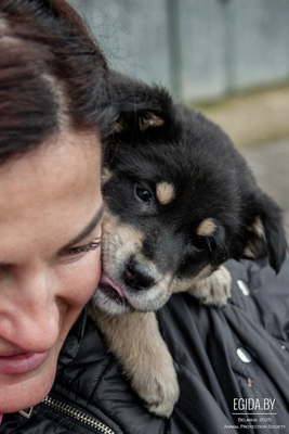 Щенки в дар!