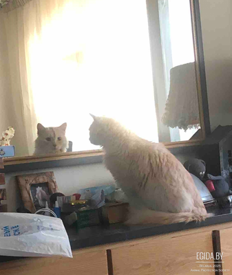 Отдам в дар котофея Лаки. Срочно!