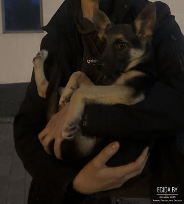 Нежная щенулька ищет любящий дом, вакцинирована